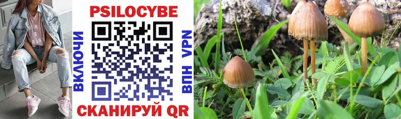 магазин    Кизилюрт  Галлюциногенные грибы Cubensis 